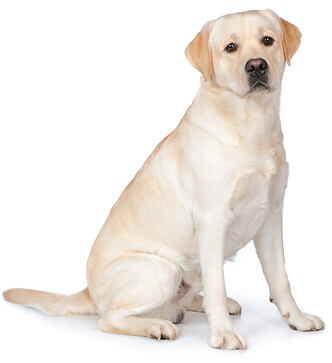 Uvitech Animal Health Pvt. Ltd