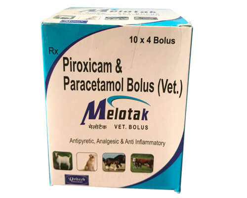 Melotak Bolus